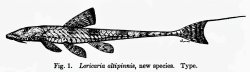 Rineloricaria altipinnis - Click for species data page