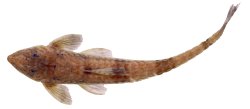 Rineloricaria buckupi