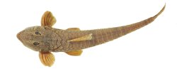 Rineloricaria buckupi