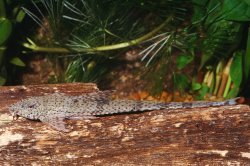 Rineloricaria cacerensis - Click for species page