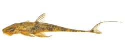 Rineloricaria cachivera