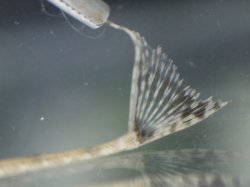 Rineloricaria stewarti