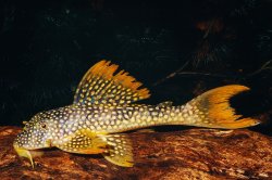 Scobinancistrus aureatus