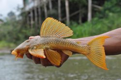 Scobinancistrus aureatus