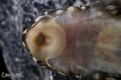 Scobinancistrus cf. pariolispos