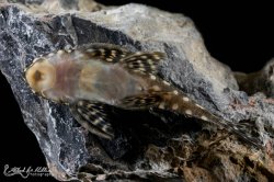 Scobinancistrus cf. pariolispos