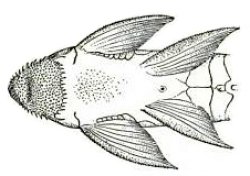 Spatuloricaria caquetae