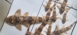 Spatuloricaria sp. (LDA115)