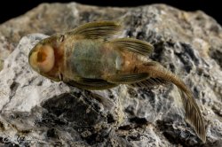 Spectracanthicus zuanoni