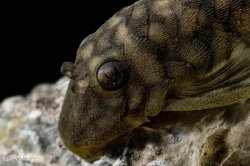 Spectracanthicus zuanoni
