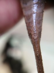 Stellantia siderea