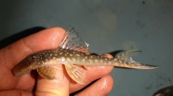 Stellantia siderea
