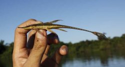 Sturisoma reisi - Click for species page