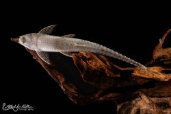 Sturisoma rostratum