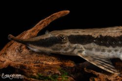 Sturisoma rostratum