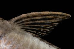 Sturisoma rostratum