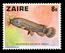 Malapterurus electricus