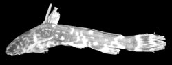 Microsynodontis armatus - Click for species page