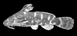 Microsynodontis laevigatus - Click for species page
