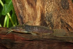 Microsynodontis polli