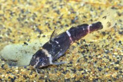 Microsynodontis sp. (1)