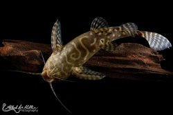 Synodontis angelicus