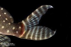 Synodontis angelicus