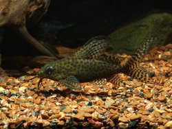 Synodontis ansorgii - Click for species page