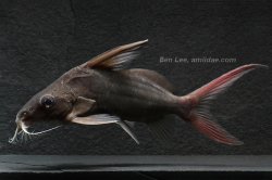 Synodontis clarias - Click for species page