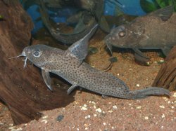 Synodontis filamentosus