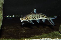 Synodontis grandiops