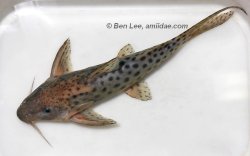 Synodontis longirostris