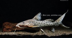 Synodontis longirostris