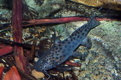 Synodontis longirostris