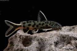 Synodontis lucipinnis - Click for species page