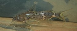 Synodontis orientalis