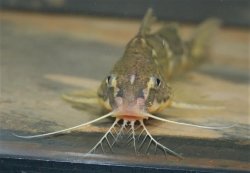 Synodontis orientalis