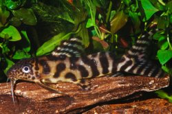 Synodontis ornatipinnis