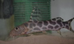 Synodontis ornatipinnis