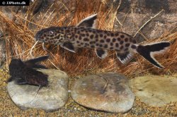 Synodontis petricola