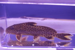 Synodontis polli