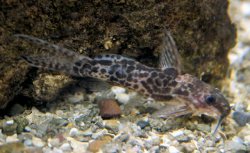 Synodontis soloni