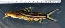 Synodontis tessmanni - Click for species page