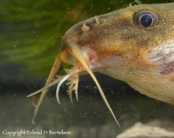 Synodontis vanderwaali