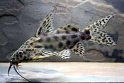 Synodontis velifer - Click for species page