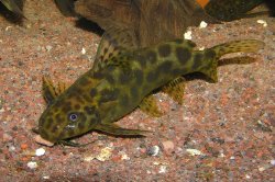 Synodontis waterloti - Click for species page