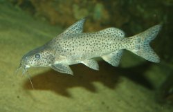 Synodontis zambezensis - Click for species page