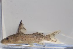 Synodontis zambezensis