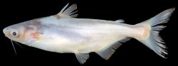 Pangasius bocourti