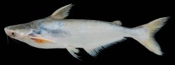 Pangasius conchophilus